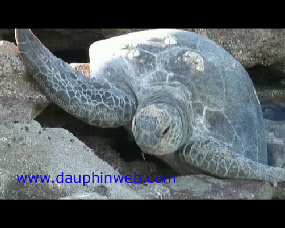 tortue marine