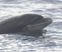 dauphins ambassadeurs