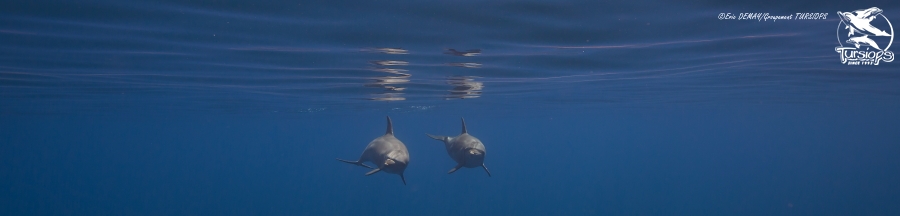 specialiste scientifique comportemens dauphins 