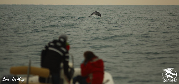 dauphins golfe du lion