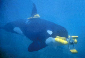 orca travaille