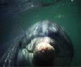 u2 western australia les dauphins de bunbury, dolphins of bunbury