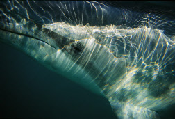 image de dauphin