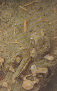 archeologique du dauphin