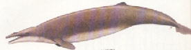 morphologie des dauphins