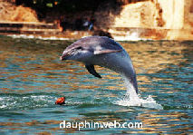 vidéo de dauphin