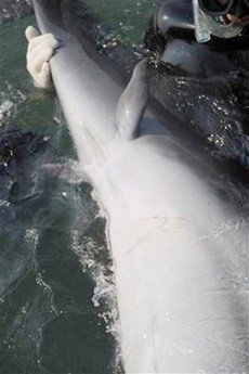 les dauphins