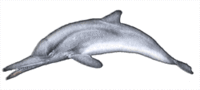 les dauphins sont des mammifères