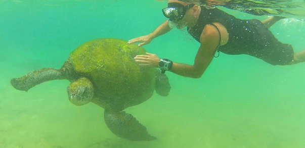 nager avec les otaries et les tortues vertes