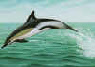 delphis delphinus in greece