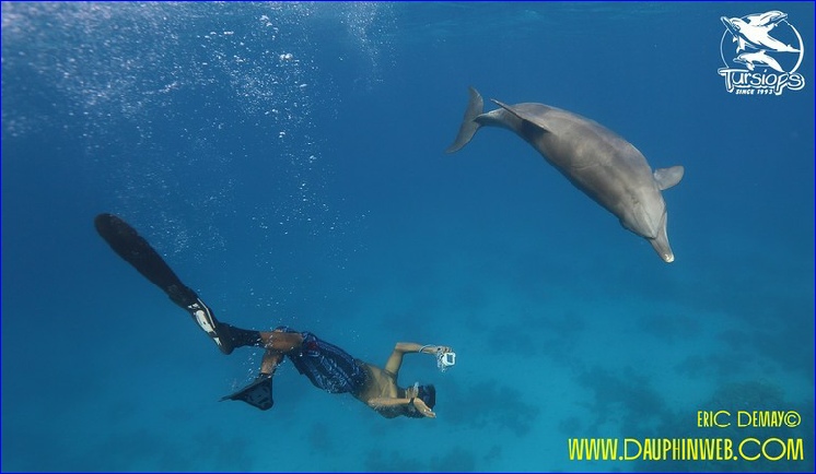 nager avec les dauphins sauvages