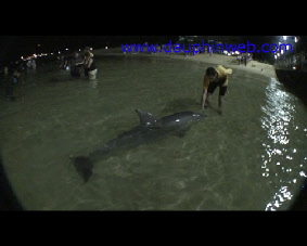 swim with dolphin