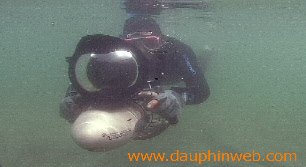 torpille sous marine