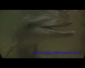 dolphin tangalooma