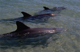 pics dolphins