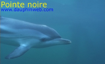 Protection des dauphins