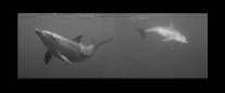 dauphins de zanzibar