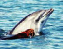 les dauphins en france, dolphy de collioure