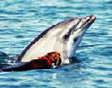 les dauphins en france, dolphy de collioure