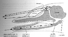 echolocation des dauphins