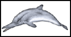 les chasses des dauphins et les spécialiste du comportement des dauphins
