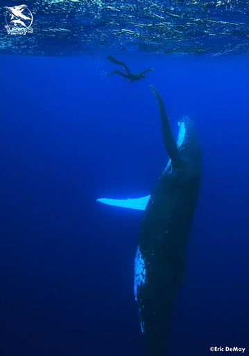 nager avec les baleines