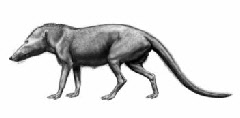 evolution des dauphins dans le monde