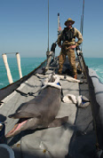 les dauphins de l'armée