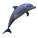 dolphin