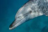 nager avec les dauphins