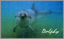 dolphy collioure dauphin ambassadeur specialiste dauphin en france dolphin usa australia cnrs etude des dauphins recherche sonar
