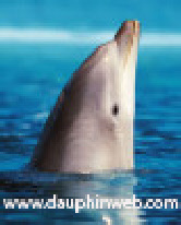 dolphin in captivity in florida