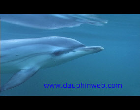 mer