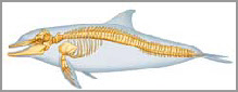 knol anatomie et physiologie du dauphin nager avec les dauphins communication dauphin les dauphins dolphin delfin dofin 