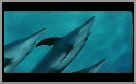 vidéo de dauphin