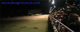 dolphin brisbane