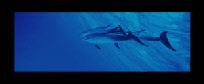 dauphins des bahamas