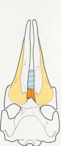 crane de cetace