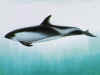 physiologie des dauphins