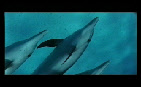 vidéo de dauphin