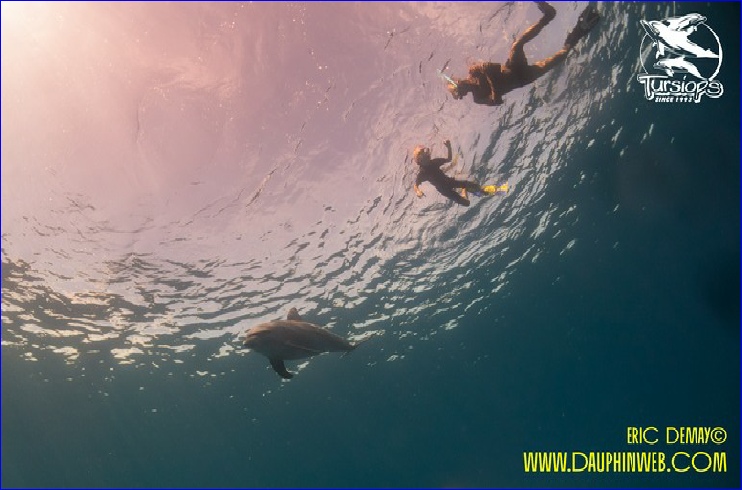 nager avec les dauphins sauvages