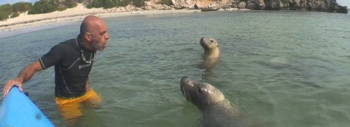 rencontrer les dauphins en france