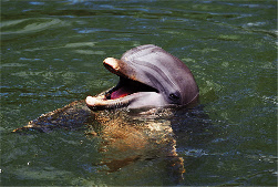 livres de dauphins
