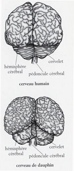 dolphin brain