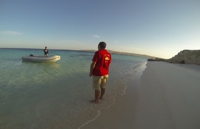 photo identification dauphins mer rouge protection egypte