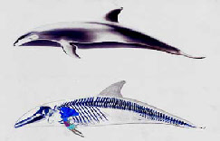 the dolphins in new zeland