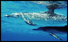 dauphins des Bahamas