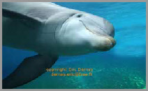 photos et vidéos de dauphins