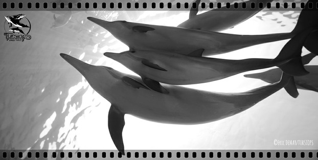 video dauphins suivis