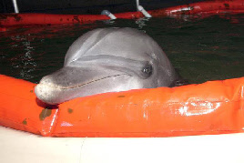 les dauphins militaires